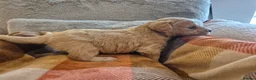 Labradoodle dogs for sale: Labradoodle puppies in Cupar - Advert 4