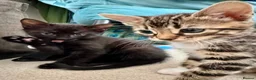 Mixed Breed cats for sale: Half Savannah kittens  in Weymouth - Advert 6