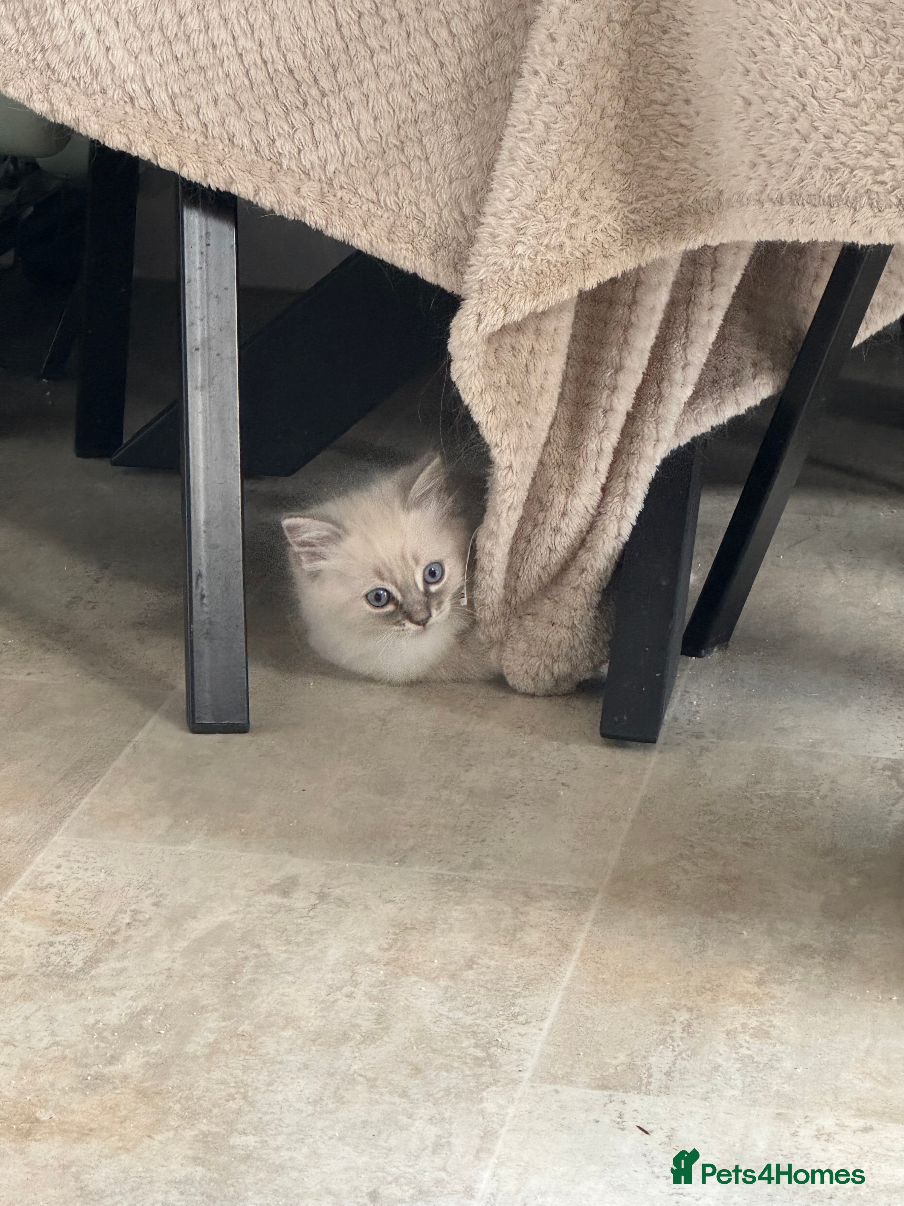 Ragdoll cats  **  ragdolls kittens  - Advert 2