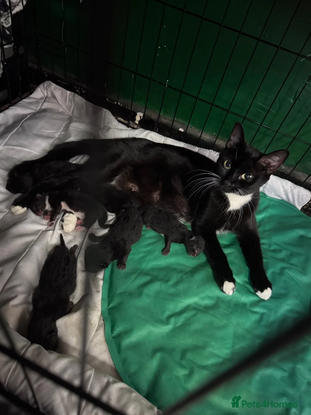 Bombay cats for sale: 6 cuddly kittens🖤 in Chatham - Advert 11
