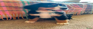 Bernese Mountain Dog 5