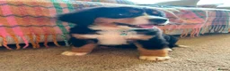 Bernese Mountain Dog dogs for sale: Beautiful Bernese Mountain pups available  in Carmarthen - Advert 12