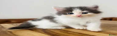 Persian 2