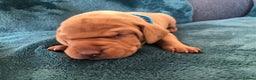 Hungarian Vizsla dogs for sale: Playfull and cheeky hungarian vizsla puppies  - Advert 16
