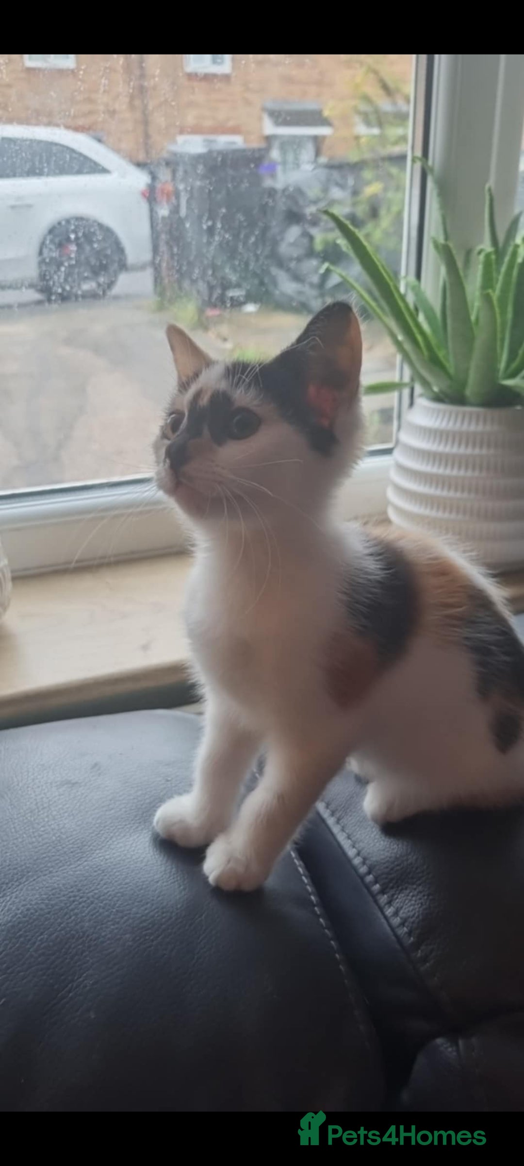 Mixed Breed cats for sale: Pika & pumkin - Image 5