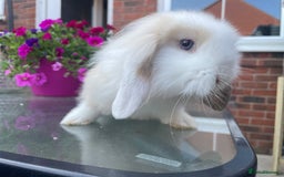 Mini Lion Lop rabbits for sale: Two gorgeous rabbits ready for forever homes.  - Image 9