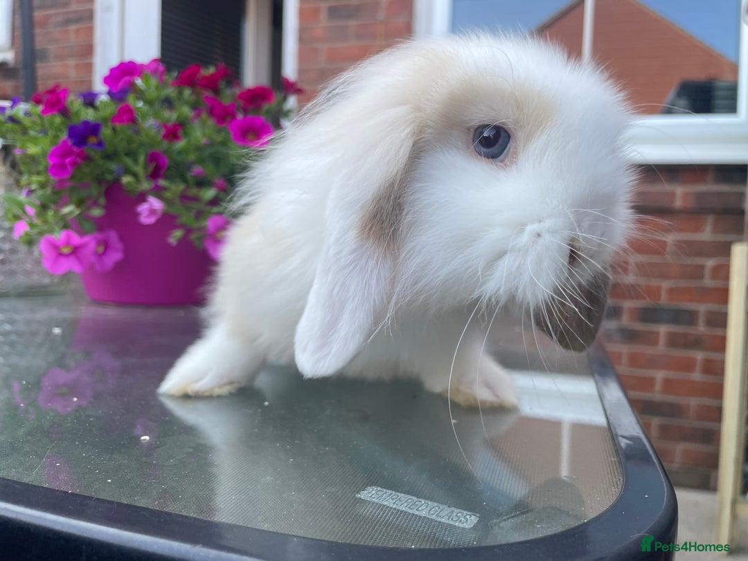 Mini Lion Lop rabbits for sale: Two gorgeous rabbits ready for forever homes.  - Image 9