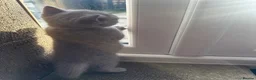 British Shorthair cats for sale: 2 cute kitties  - Advert 10