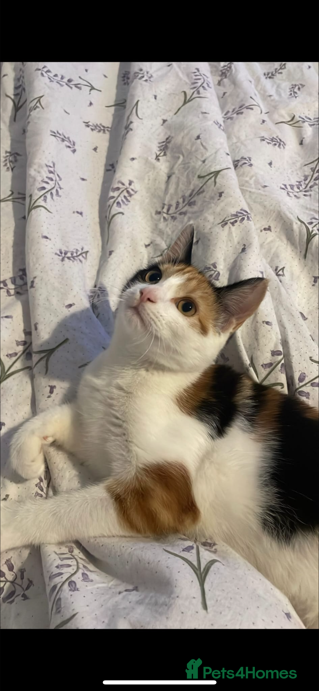 Domestic Shorthair cats for sale: female kitten - Advert 1