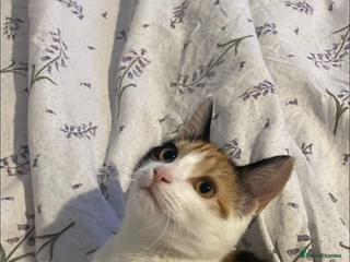 Domestic Shorthair cats female kitten - Advert 1