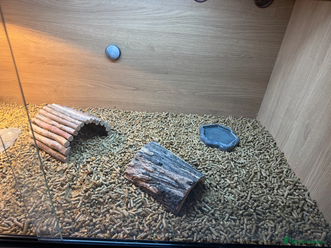 Tortoise reptiles for sale: (Harold) Horsfield turtle in Sandy - Advert 2