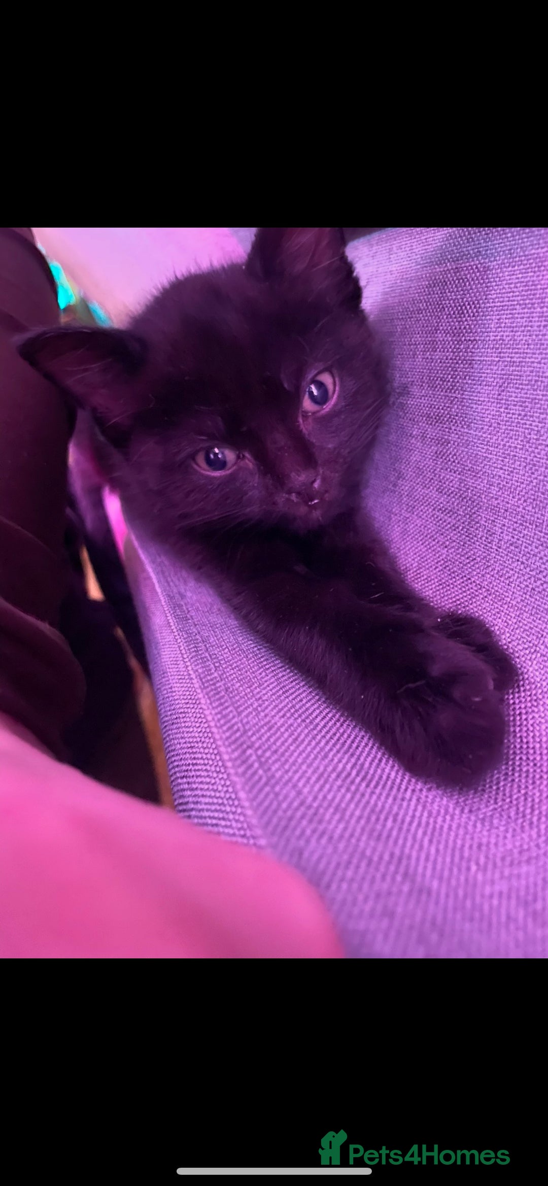 Mixed Breed cats for sale: 4 lovely male kittens - Advert 2