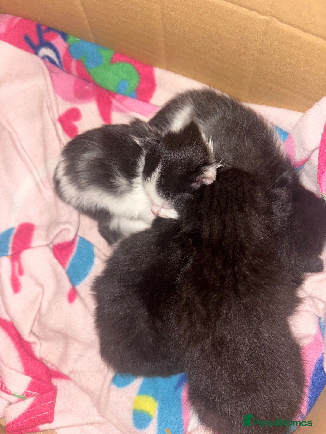 British Shorthair cats for sale: Kittens  - Advert 9