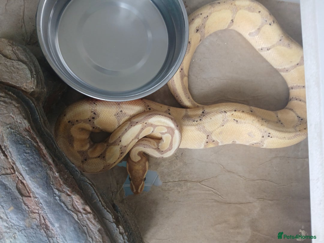 Python Snake reptiles for sale: Royal pythons looking for their new home - Image 2