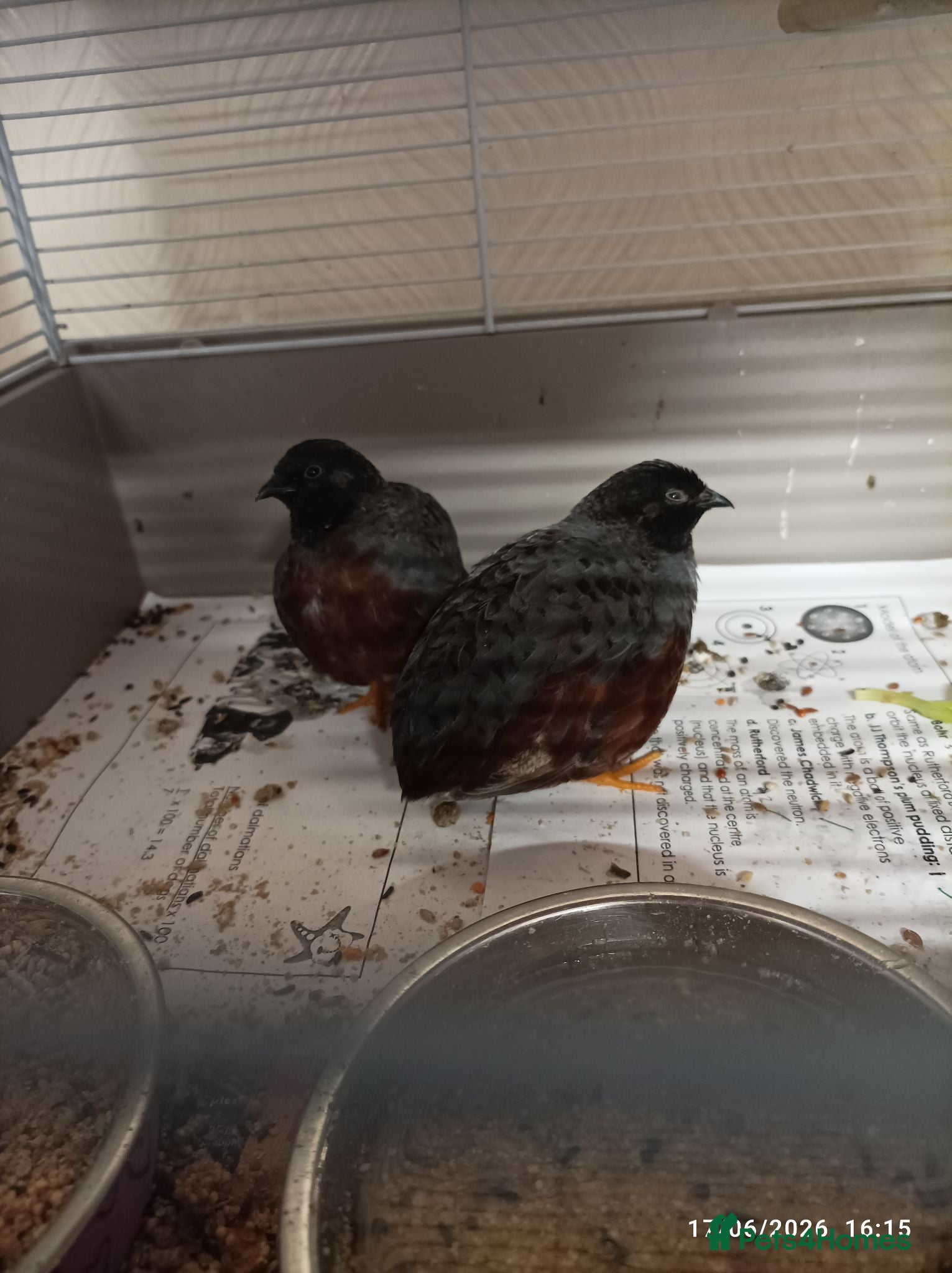 Quail poultry 2 x male button quail  - Advert 17