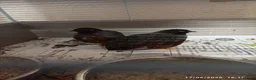Quail poultry for sale: 2 x male button quail  - Advert 1