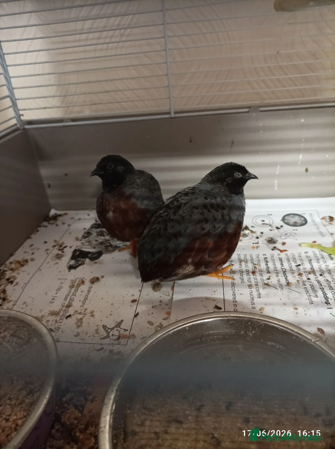 Quail poultry for sale: 2 x male button quail  - Advert 1
