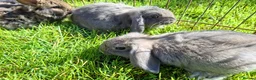 Mini Lop rabbits for sale: Pure breed minilop rabbits - Advert 7