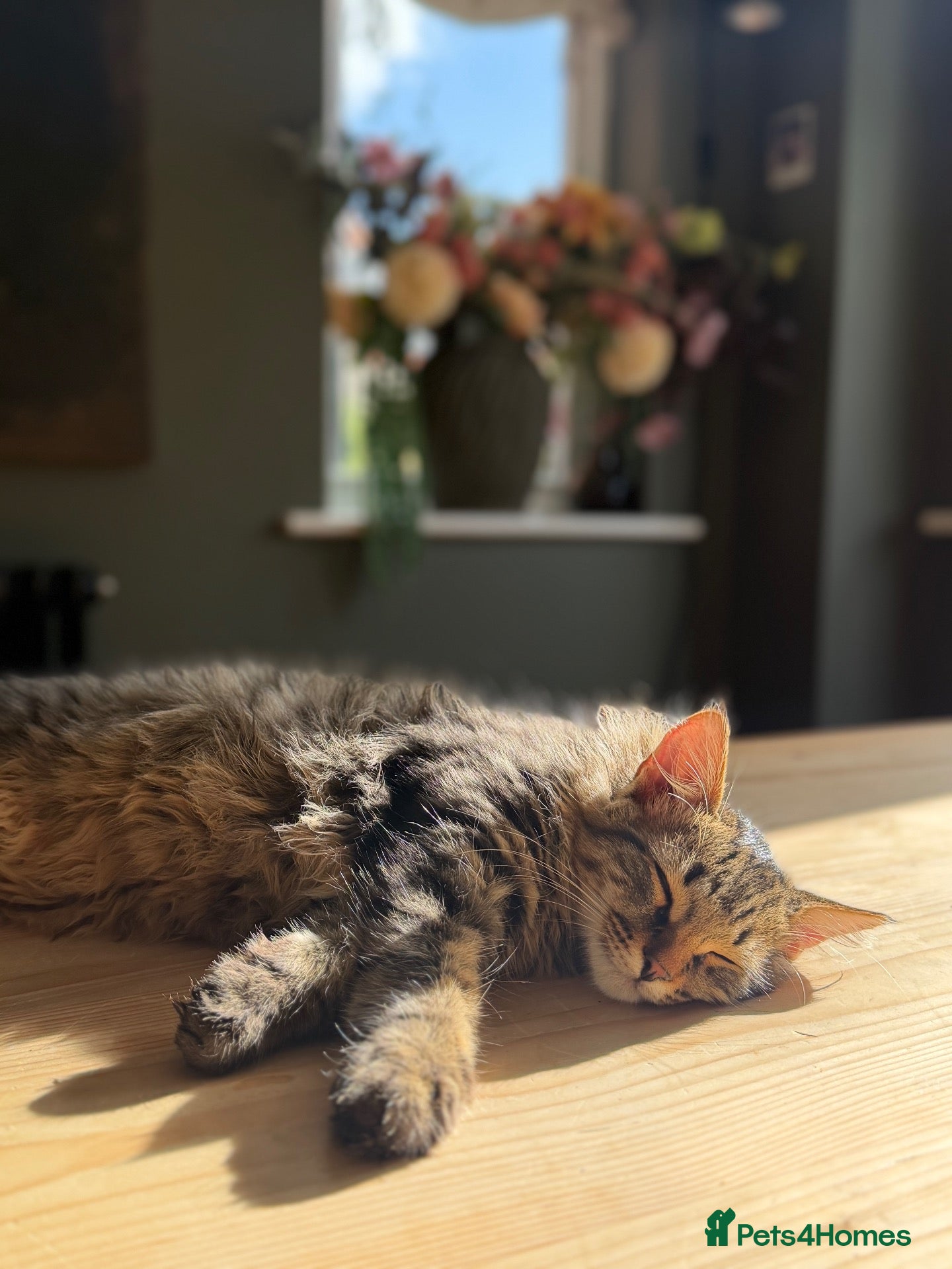 Siberian cats Exceptional Pedigree Siberian Kittens  - Advert 2