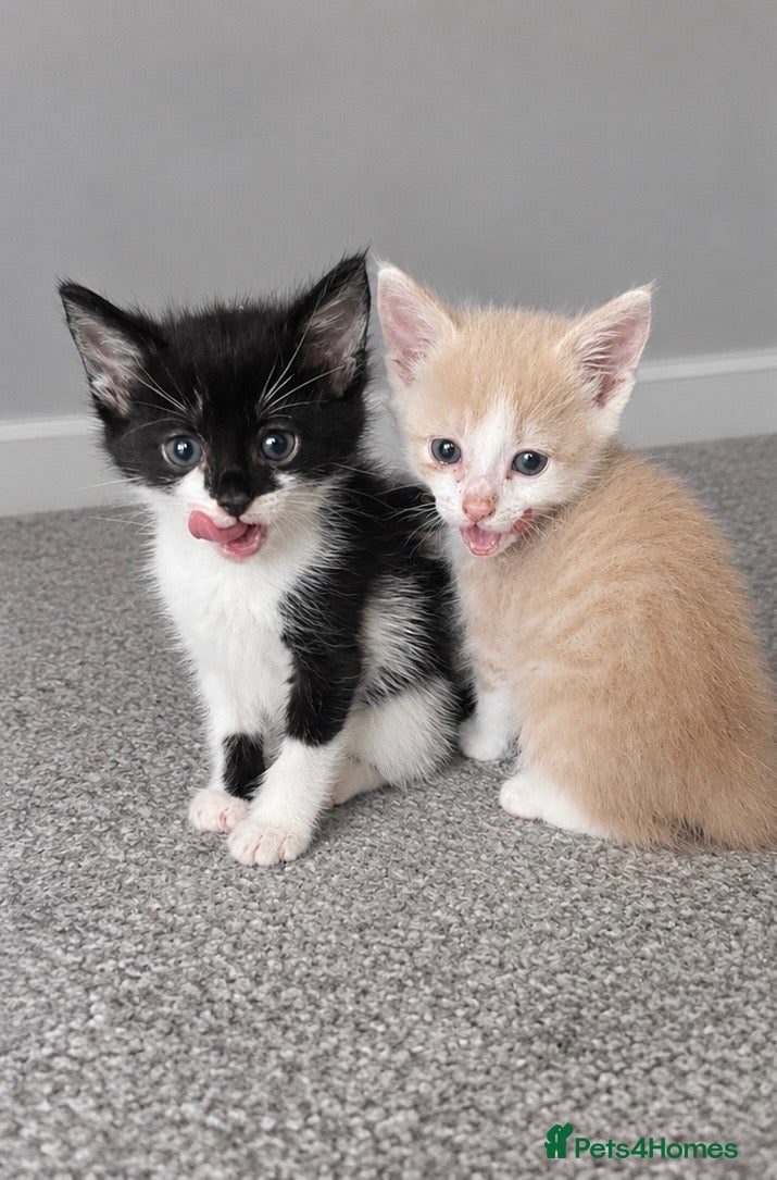 Mixed Breed cats Two gorgeous kittens ready for new homes! - Advert 2