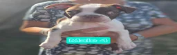 Boston Terrier dogs for sale: Beautiful Bostons 🌸 - Advert 24