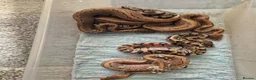 Mixed Breed reptiles for sale: Various royals available - Advert 8