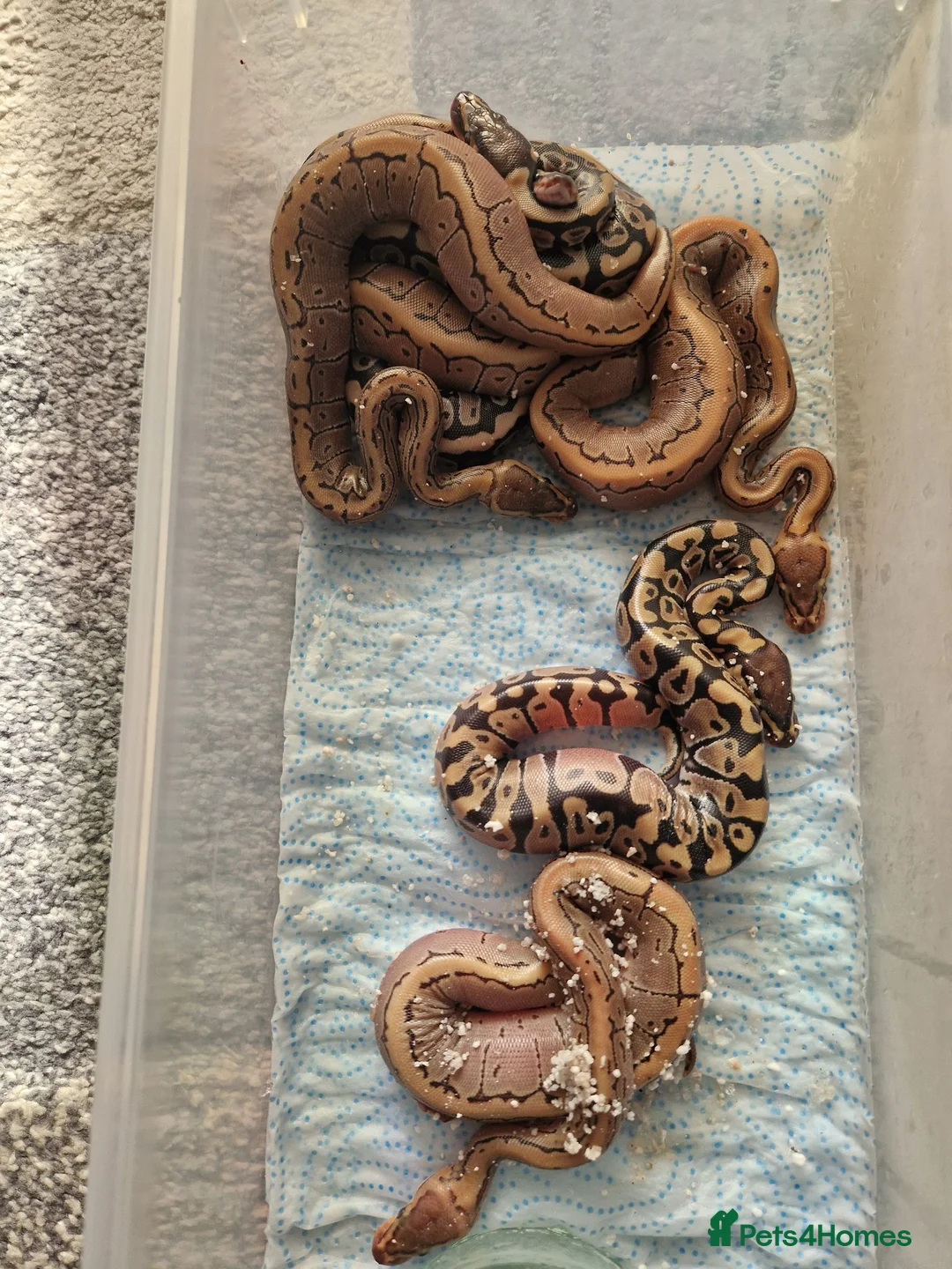 Mixed Breed reptiles for sale: Various royals available - Advert 8