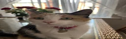 Mixed Breed cats for sale: Kittens for sale  - Advert 1