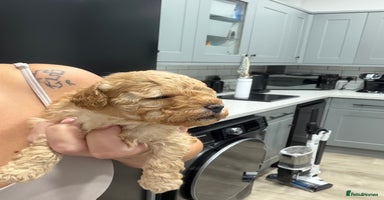 Toy Poodle dogs - Advert 7