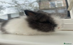 Lionhead rabbits for sale: Beautiful purebred double maned lion heads  - Image 4