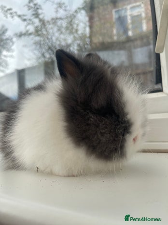 Lionhead rabbits - Advert 4