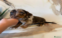 Cocker Spaniel dogs for sale: ⭐️chocolate cocker spaniel pups⭐️  - Image 6