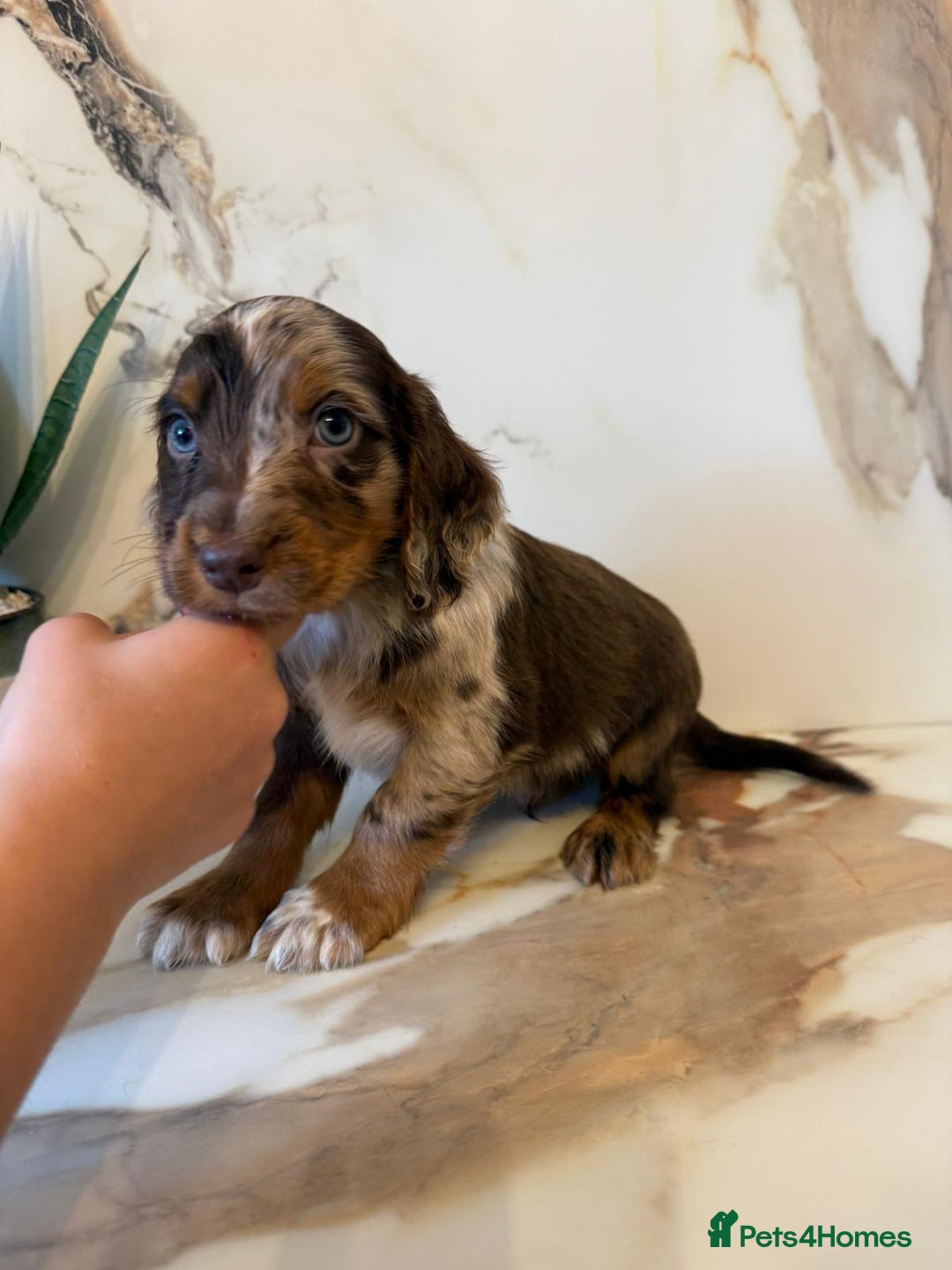 Cocker Spaniel dogs for sale: ⭐️chocolate cocker spaniel pups⭐️  - Image 6