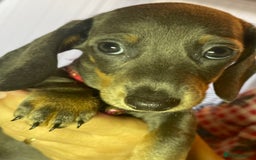 Dachshund dogs for sale: 5 beautiful miniature short haired dachshunds - Image 31
