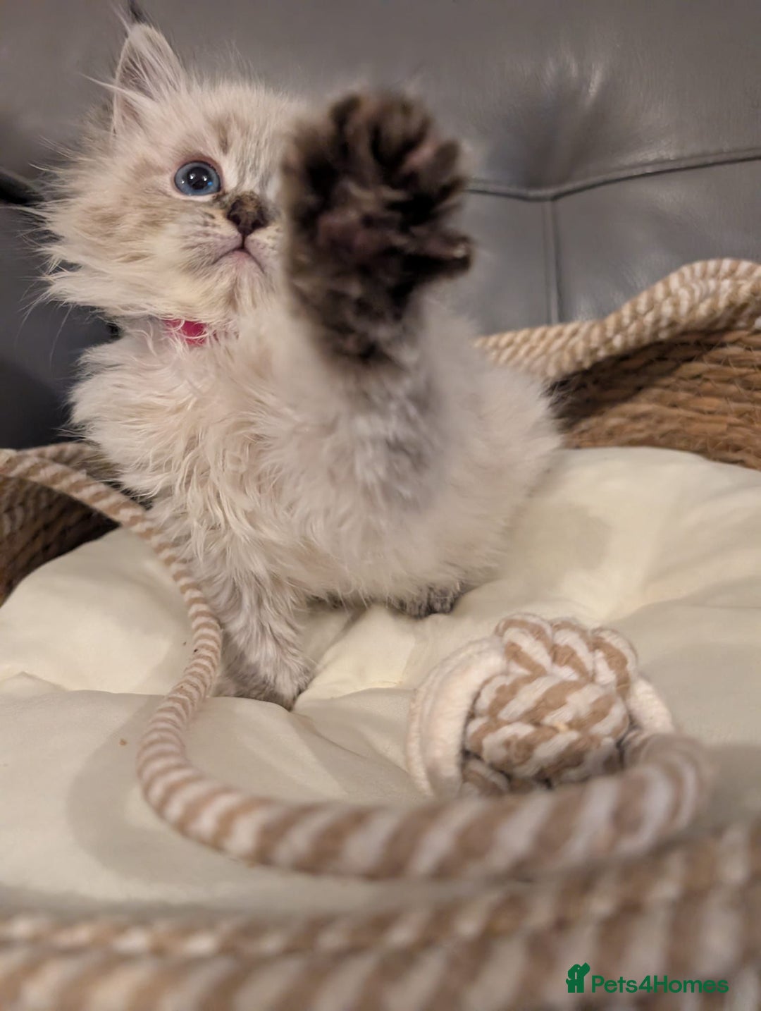 Siberian cats for sale: GCCF Registered Siberian Neva Masquerade Kittens - Image 16