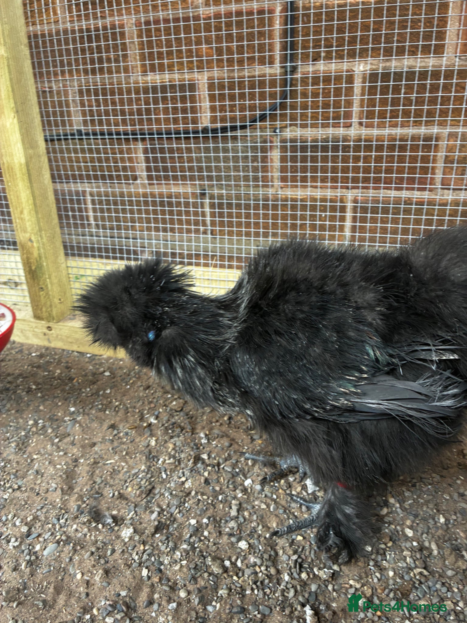 Chickens poultry for sale: Bearded silkie cockerel/ cocoo  - Advert 3