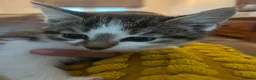 Mixed Breed cats for sale: 1 girl fluffy tabby - Advert 7