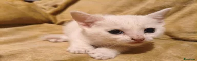 Mixed Breed 3