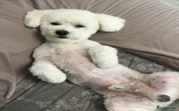 Bichon Frise dogs for stud: Bichon frise for stud  in Atherstone - Image 1