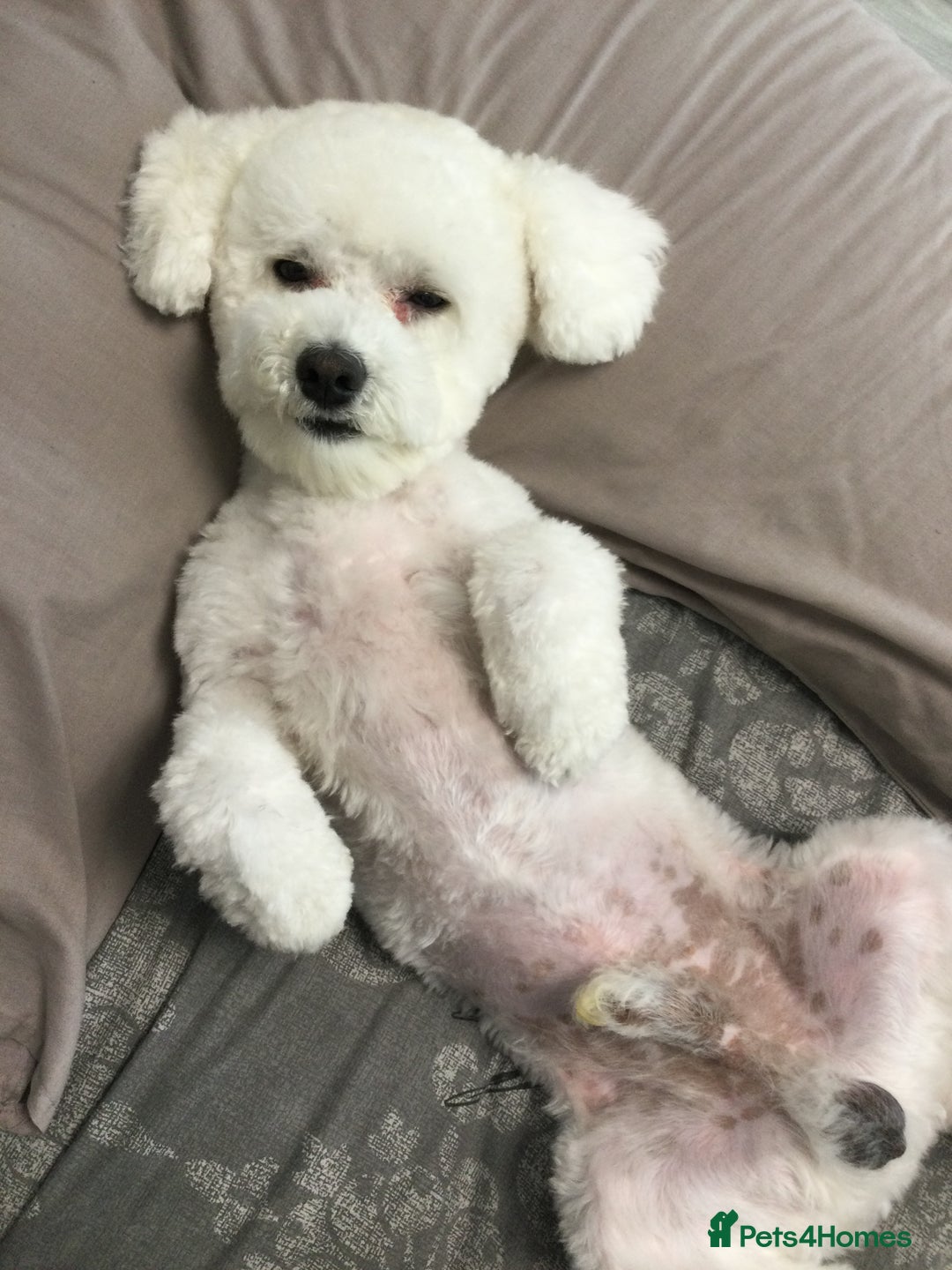 Bichon Frise dogs for stud: Bichon frise for stud  in Atherstone - Image 1