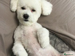 Bichon Frise dogs in Atherstone - Advert 8