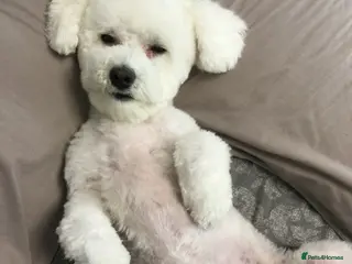 Bichon Frise dogs Bichon frise for stud in Atherstone - Advert 11