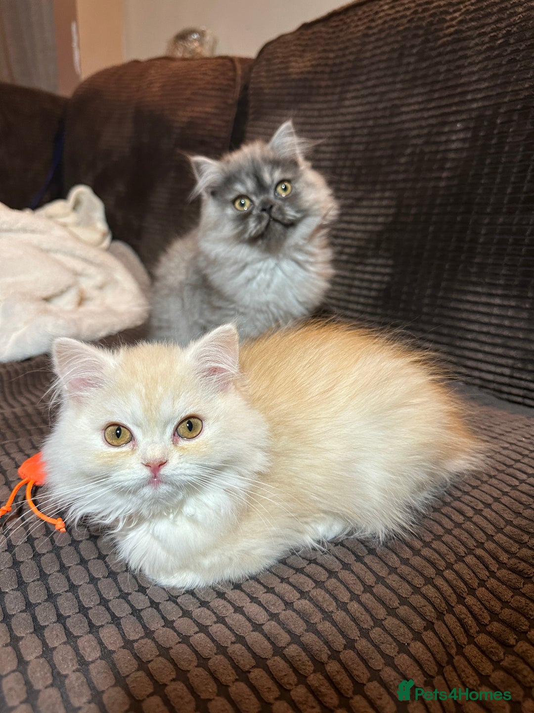 Persian cats for sale: 2 gorgeous cuddly Persian baby boys💙 - Advert 4