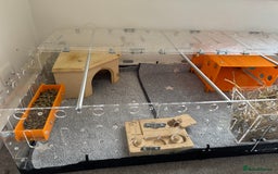 Guinea Pig rodents for sale: Two male guinea pigs and their Guinea Loft cage - Image 13