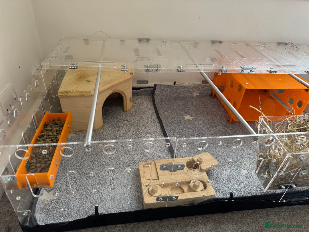 Guinea Pig rodents for sale: Two male guinea pigs and their Guinea Loft cage - Image 13