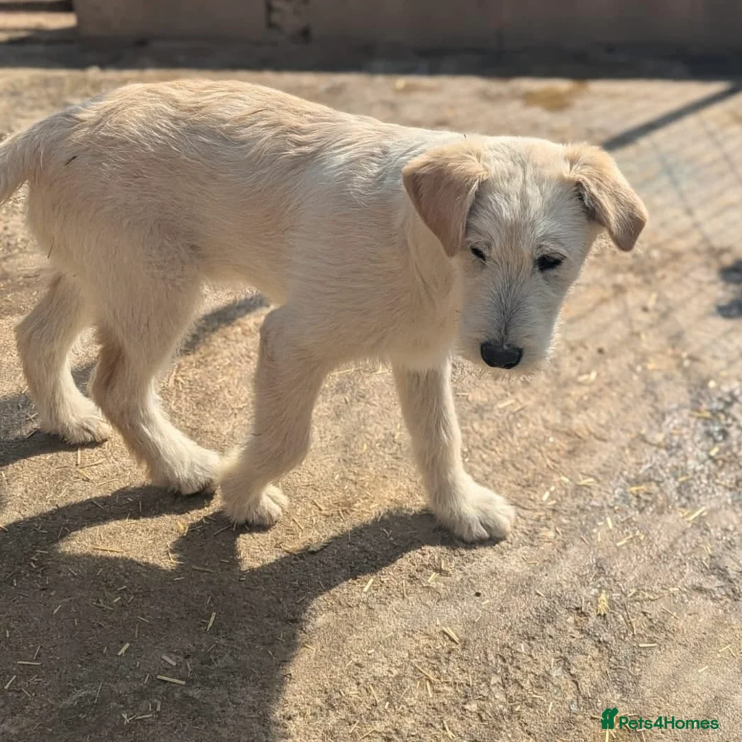 Mixed Breed dogs for adoption: Eggnog 💙 in March - Advert 6