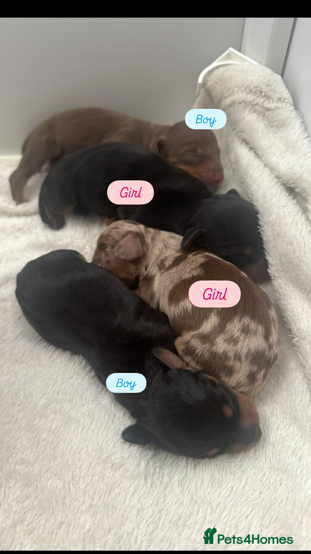 Miniature Dachshund dogs for sale: Miniature daschunds   - Image 1