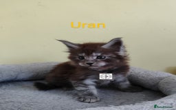 Maine Coon cats for sale: Absolutelly gorgeous kittens  - Image 13