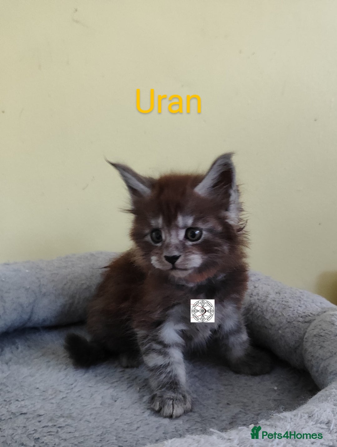 Maine Coon cats for sale: Absolutelly gorgeous kittens  - Image 13