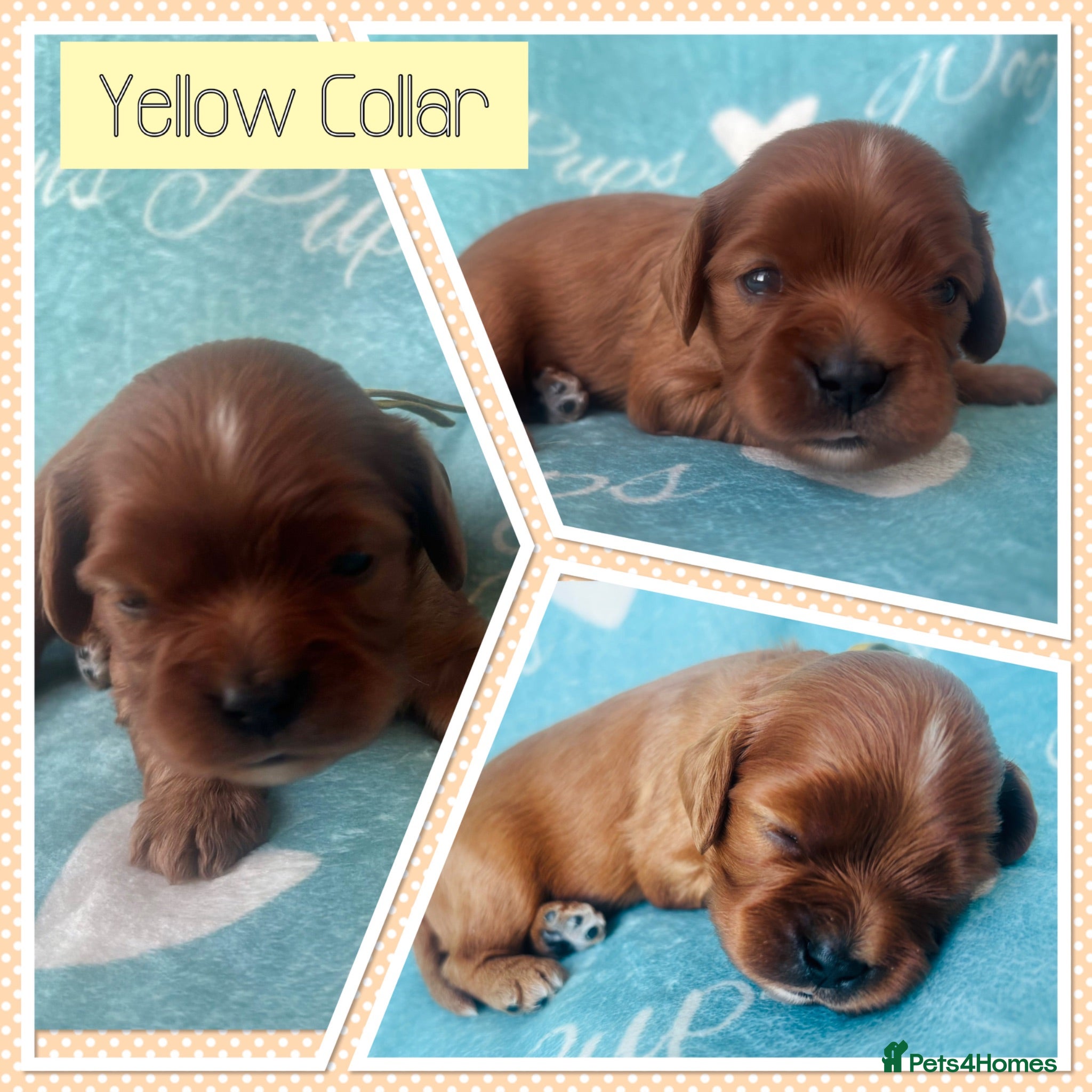 Cavalier King Charles Spaniel dogs Beautiful KC registered CKCS litter 💛 - Advert 2